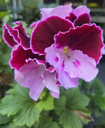 Martha Washington Geranium